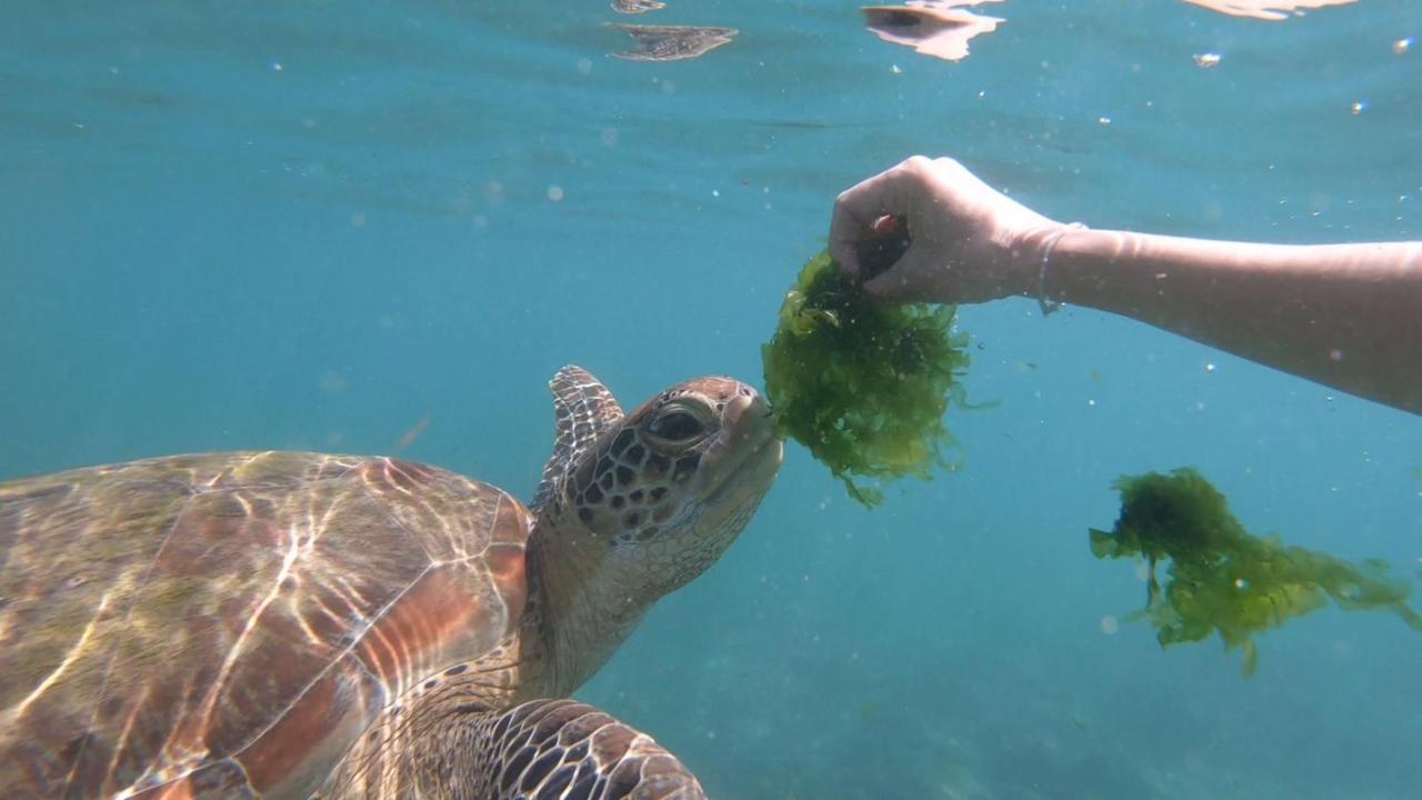 ディックウェラThe Beach Houseアパートメント エクステリア 写真